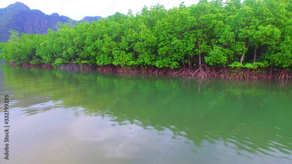 wonderful nature mangroves forest wilderness wonderful nature mangroves forest wilderness