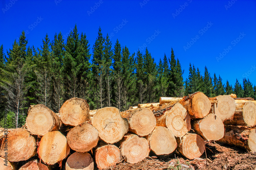 Logs Pine Forest