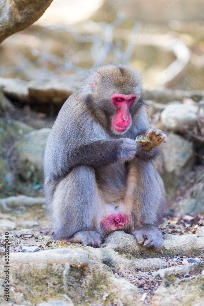 Travel Destinations. Playing Japanese Macaque Near Tree at Arashiyama Monkey Park Iwatayama in Kyoto, Japan. Travel Destinations. Playing Japanese Macaque Near Tree at Arashiyama Monkey Park Iwatayama in Kyoto, Japan.