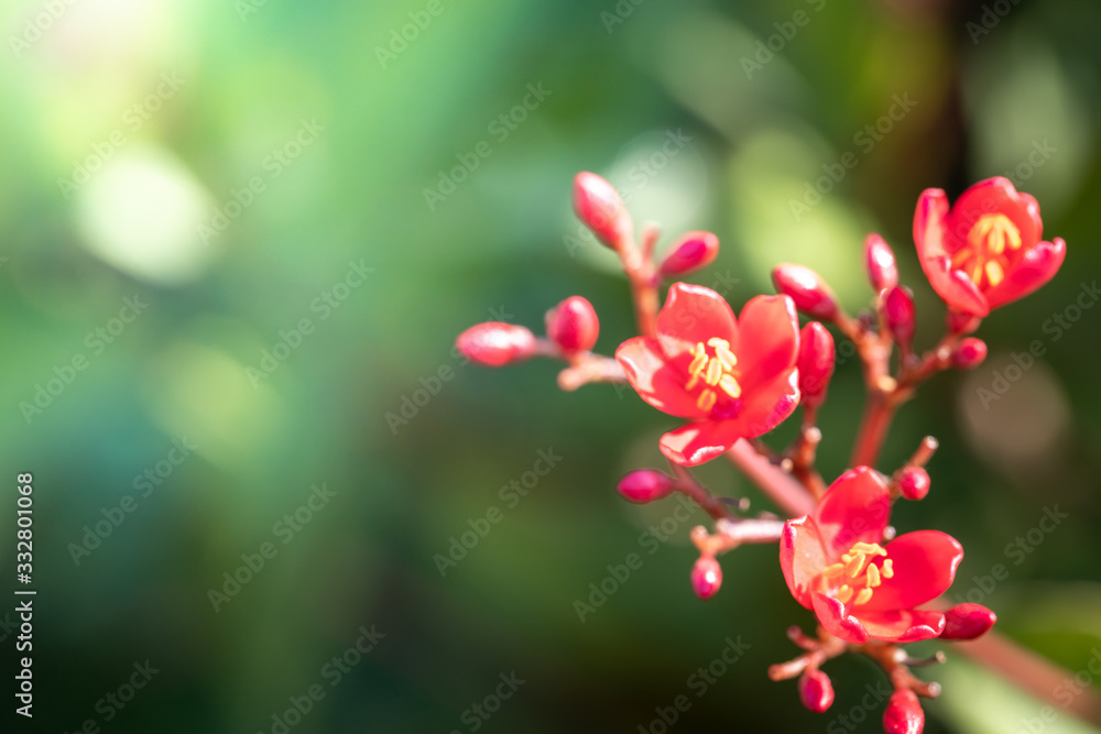 Obraz premium The background image of the colorful flowers