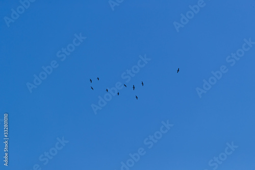 Obraz na płótnie bird flying w salonie