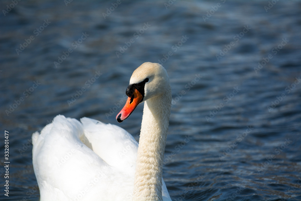 Obraz premium swan on the lake