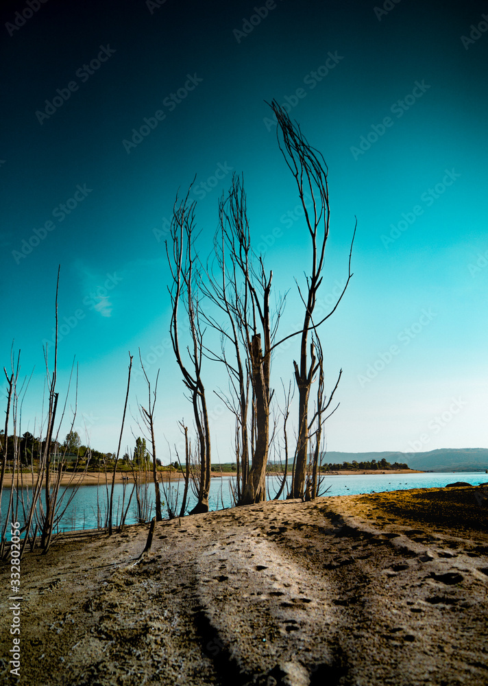 teal trees