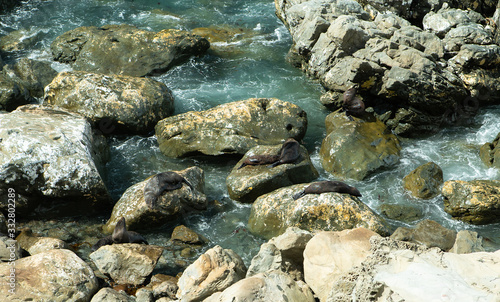 Seals on rocks in sea at Kaikoura New Zealand