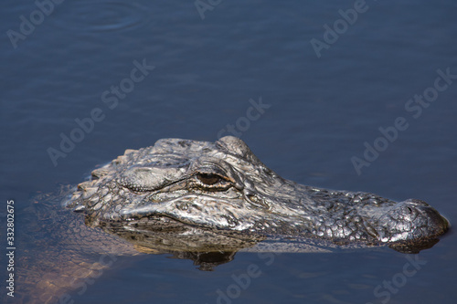 Portrait of American Alligator in Louisiana Swamp