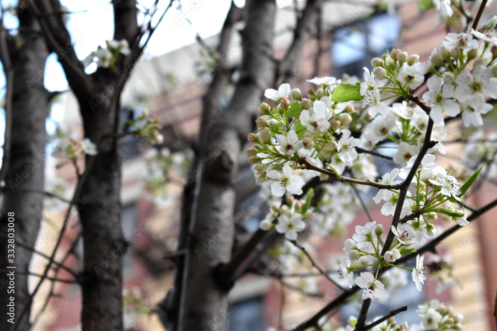 Branches of blooming blossoms with blurred New York Manhattan buildings in the background