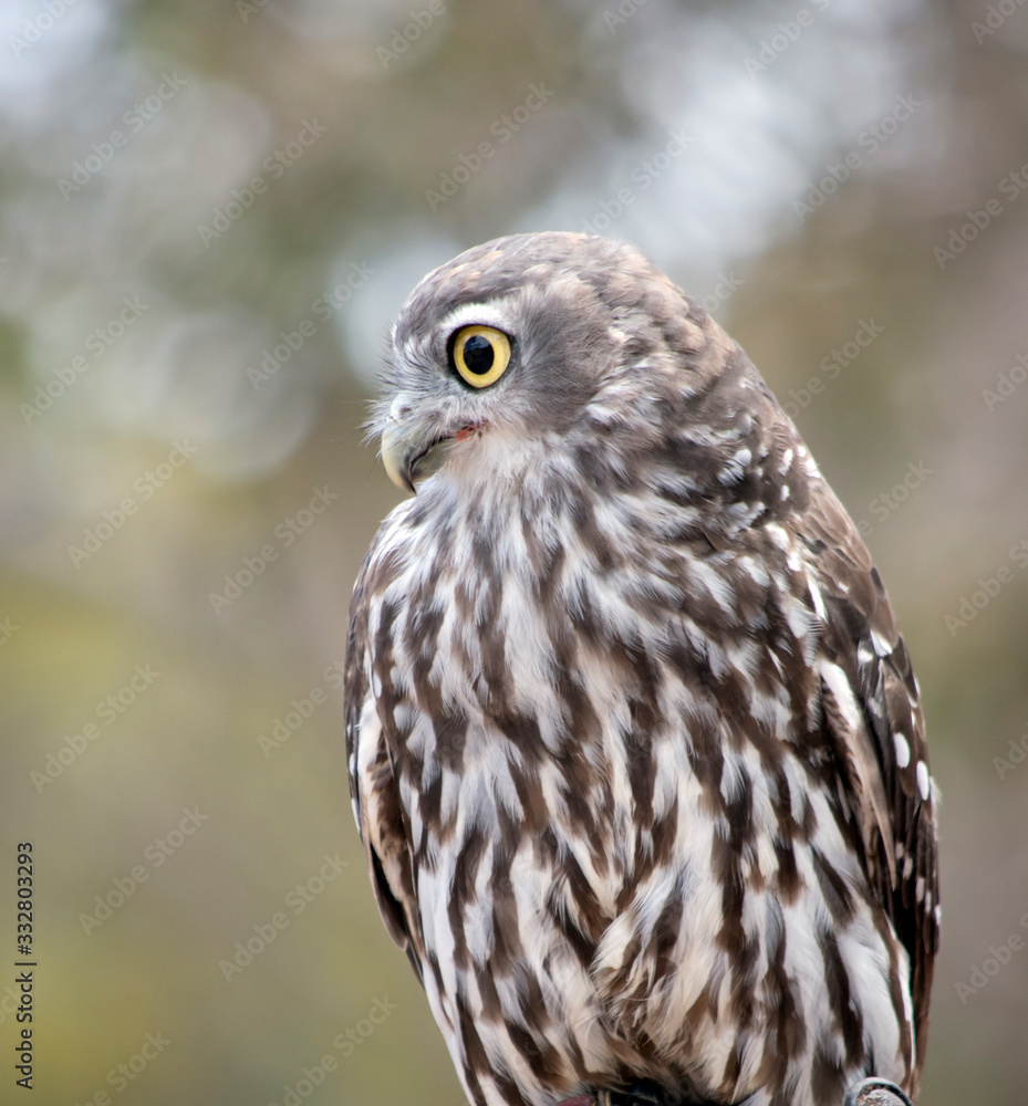 this is a barking owl this is a barking owl
