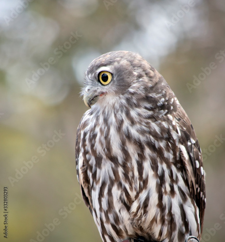 this is a  barking owl © susan flashman