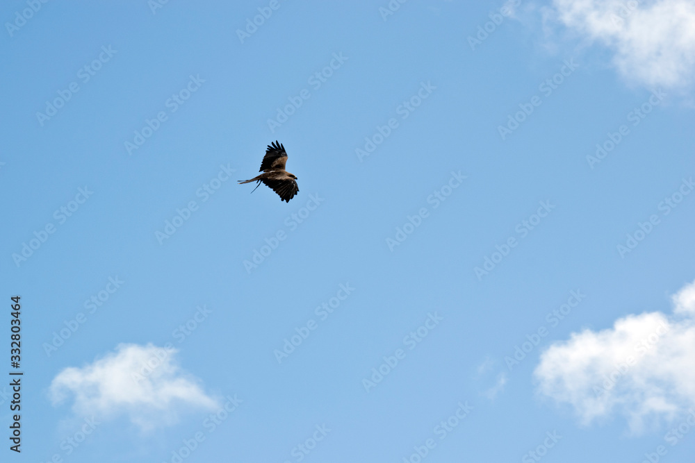 the black kite is soaring in the air the black kite is soaring in the air