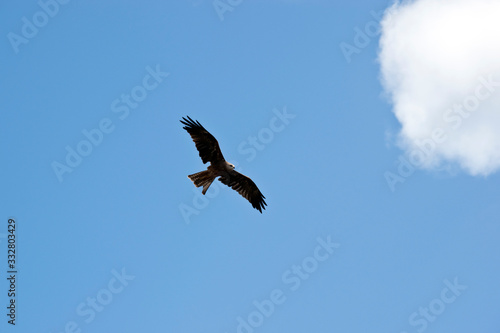 the black kite is soaring in the air