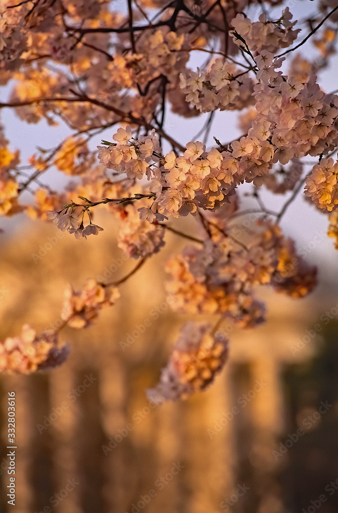 Washington, DC. USA, April 1996.Cherry Blossoms at their peak near the  Tidal Basin..Jefferson Memorial