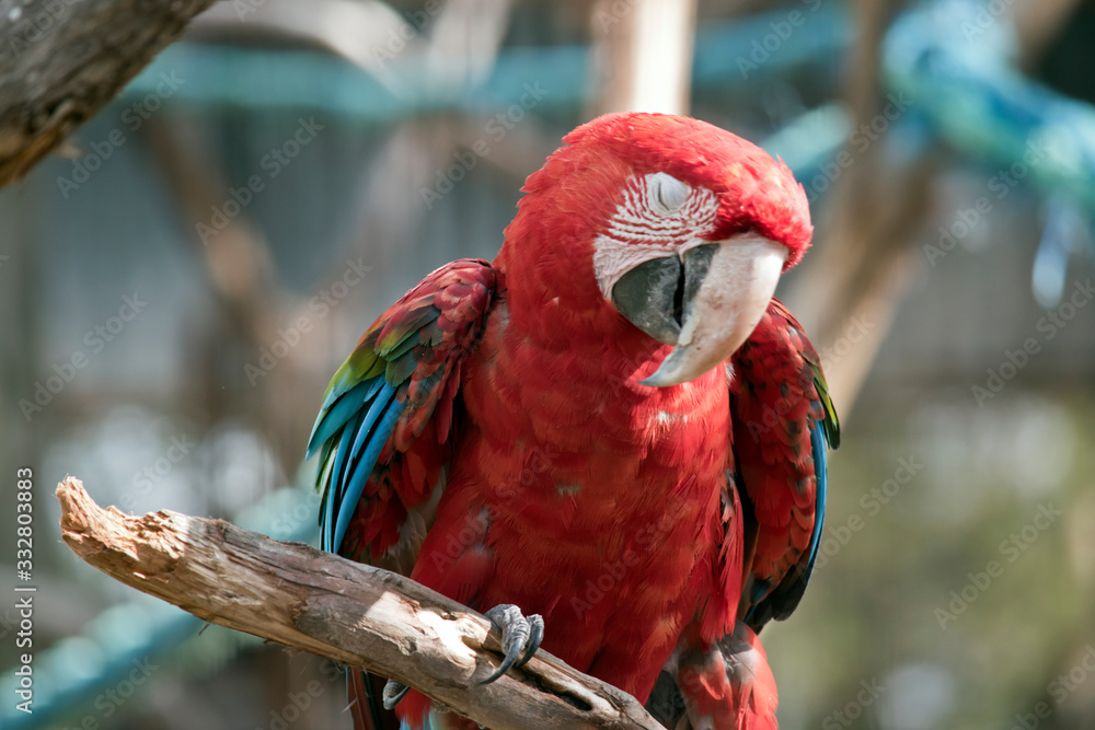 the red and green macaw is on a branch
