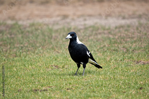 the magpie is on the ground