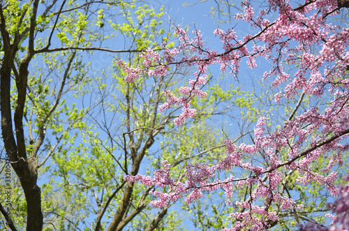 Spring Trees Against a Blue Sky