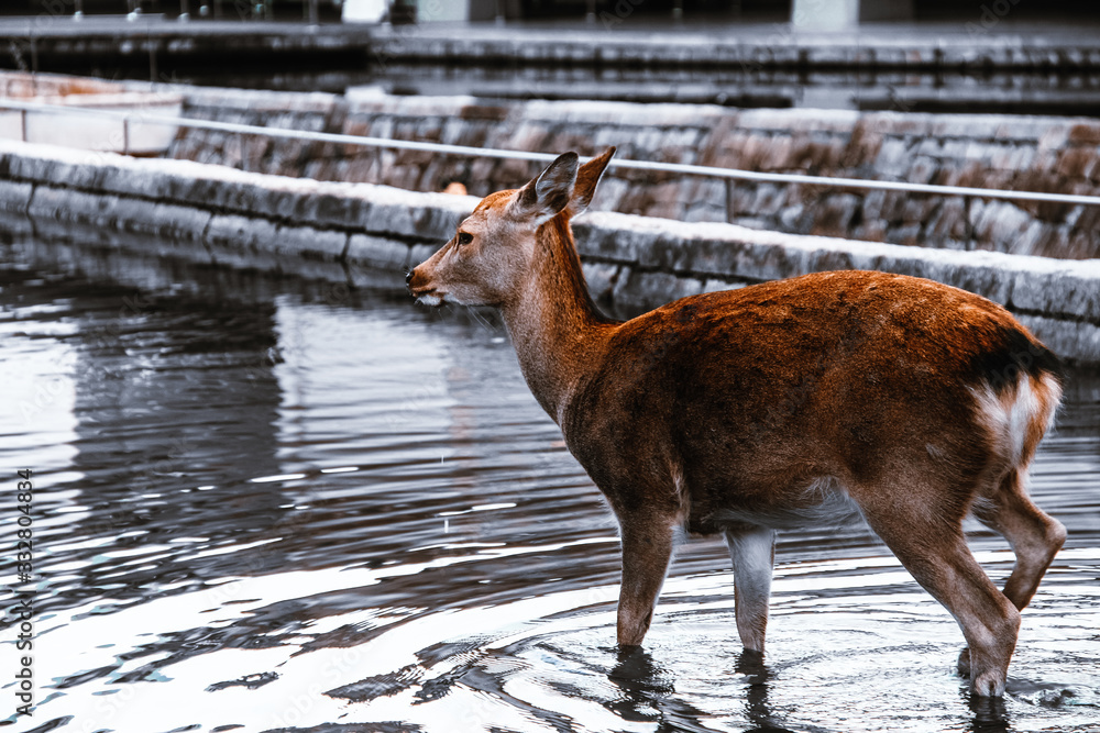 Obraz premium deer in the zoo Japan