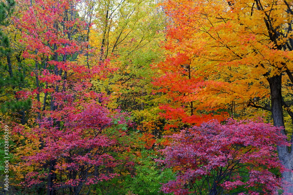 Striking colors of fall foliage near Mount Royal, Montreal, Canada. Striking colors of fall foliage near Mount Royal, Montreal, Canada.