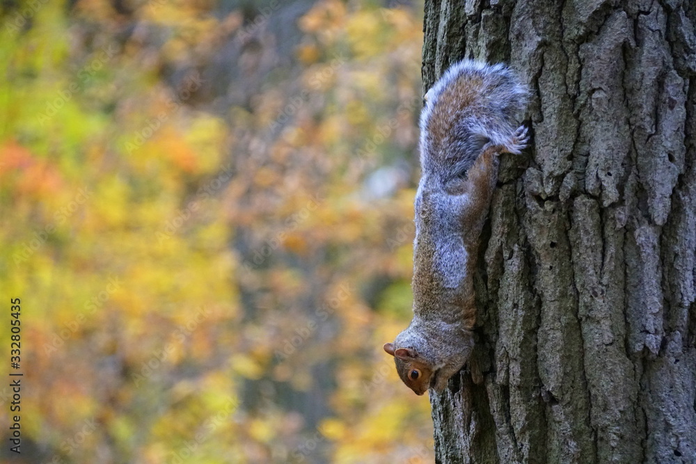 A squirrel climbing a tree upside down near Mount Royal, Montreal, Canada.