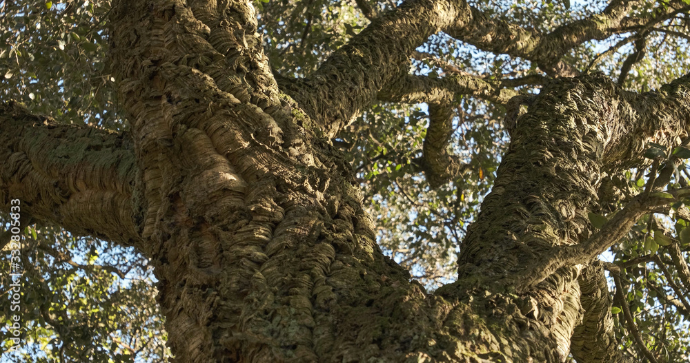 Obraz premium Rough bark of wild cork tree in Portugal from below in spring