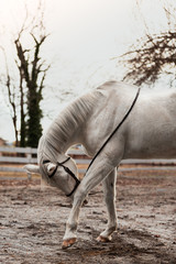 Ingelijste posters Grijs Wit paard buigt sierlijk hoofd  © Unique Stock Art