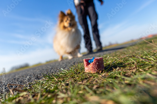 Shetland sheepdog in front of a dog bait