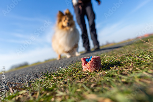 Shetland sheepdog in front of a dog bait photo