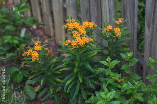 Butterfly Weed in a Home Garden
