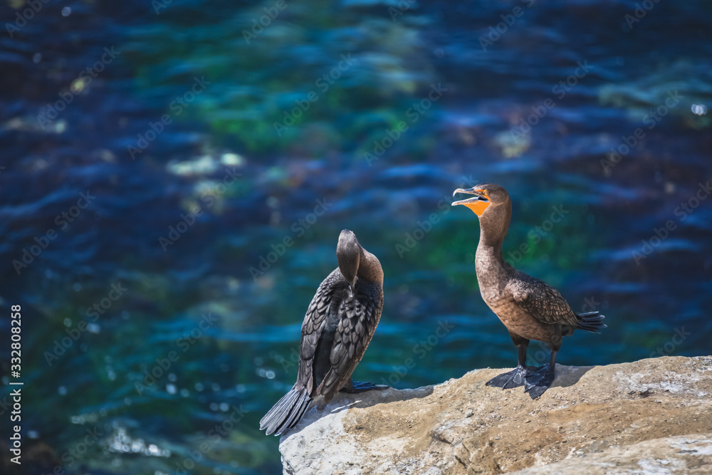 Fototapeta premium Cormorants in La Jolla, San Diego