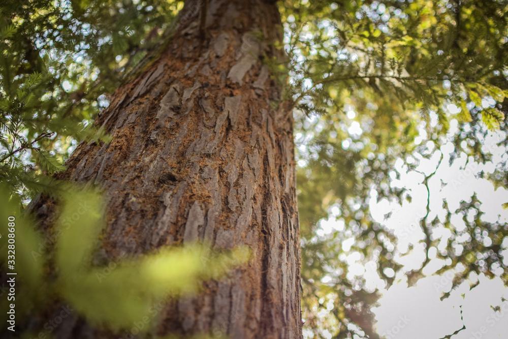 Fototapeta premium Tall Trees