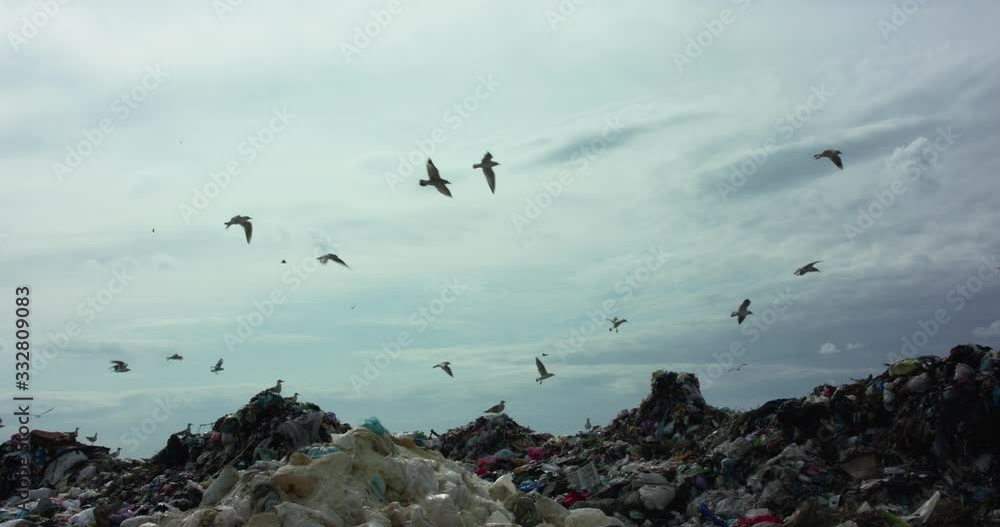 Background of seagull flock flying above landfill dump site on sky horizon Background of seagull flock flying above landfill dump site on sky horizon