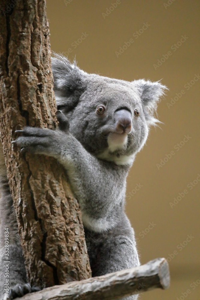Obraz premium コアラ