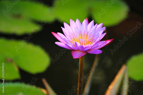 The lotus blooms in the pond