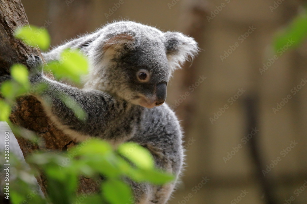 Obraz premium コアラ