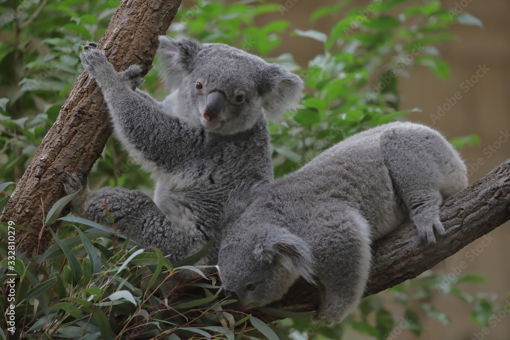 Fototapeta premium コアラ