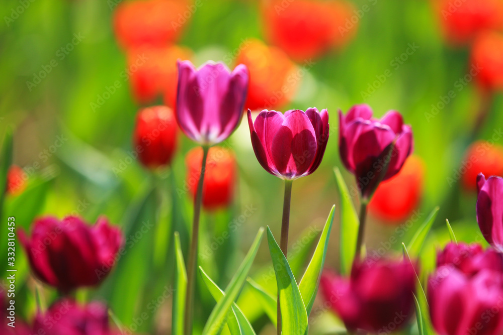 Tulips in bloom in the park