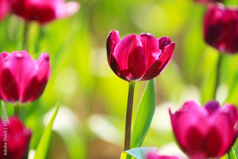 Fototapeta premium Tulips in bloom in the park