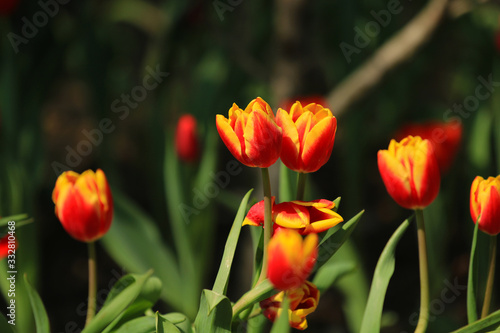 Tulips in bloom in the park