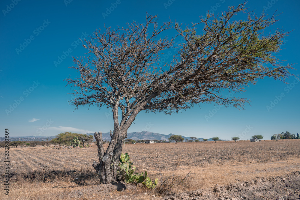 arbol seco con espinas en en campo de cultivo seco con cielo azul de fondo