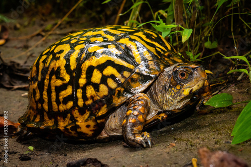 Eastern Box Turtle