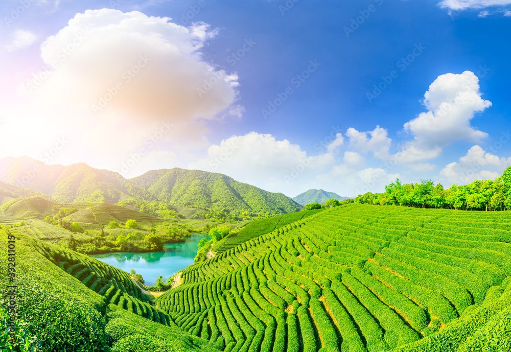 Fototapeta premium Green tea mountain at sunset,tea plantation background.