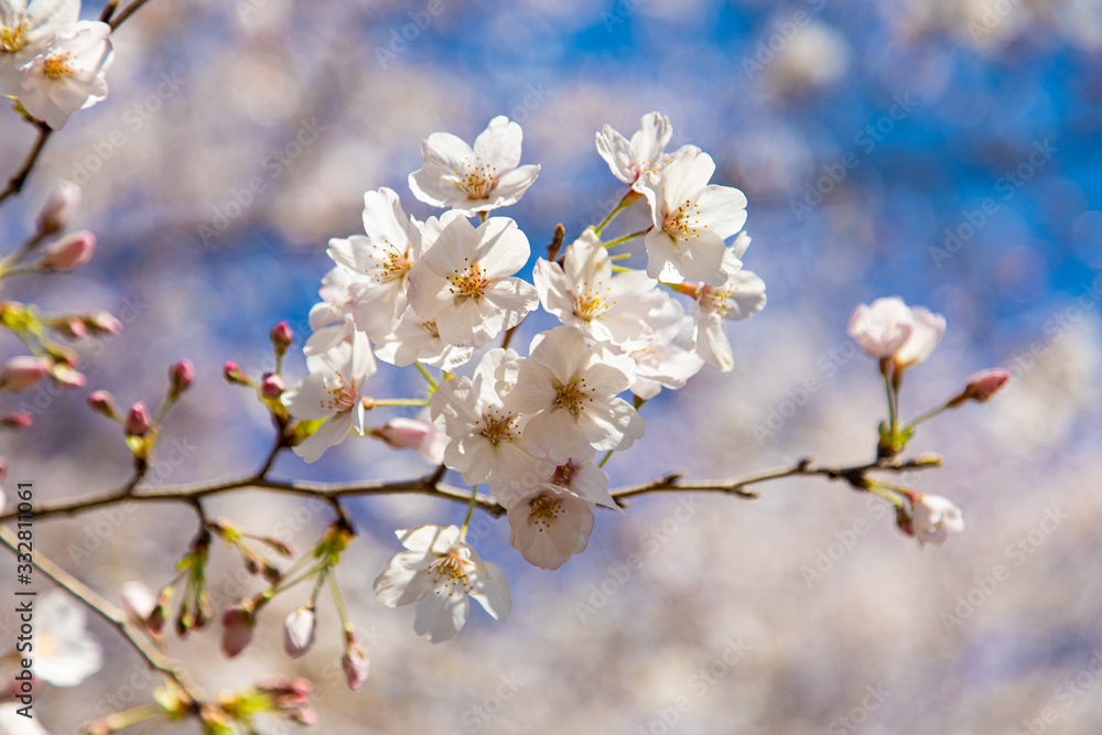 桜の花と青空