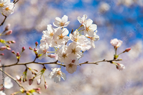 桜の花と青空 © 田中史彦