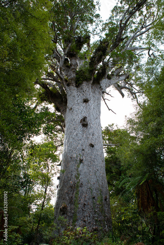 Tāne Mahuta kauri tree in New Zealand photo