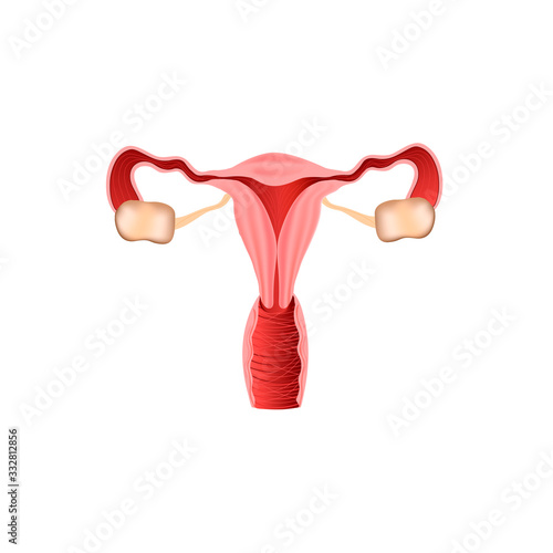 Realistic human internal organ uterus vector design illustration