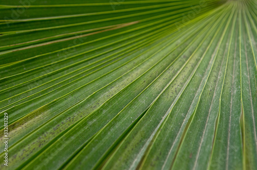 Botanical Leaf Background