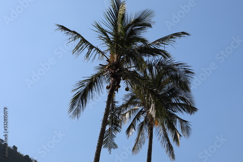 Tropical afternoon sun in coconut trees