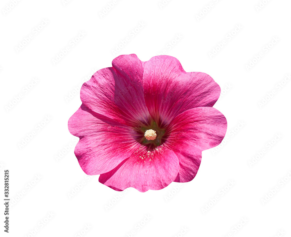 Pink hollyhock or alcea rosea blooming isolated on white background , clipping path Pink hollyhock or alcea rosea blooming isolated on white background , clipping path