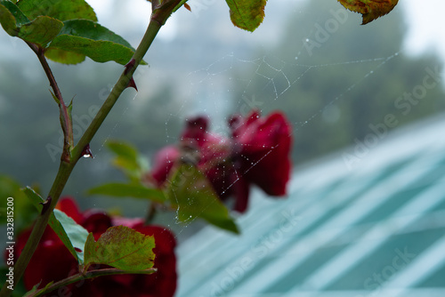 Spider webs covered in water droplets in front of roses at Larnach Castle in Dunedin New Zealand photo