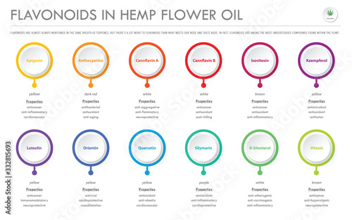 Flavonoids in Hemp Flower Oil horizontal business infographic illustration about cannabis as herbal alternative medicine and chemical therapy, healthcare and medical science vector.