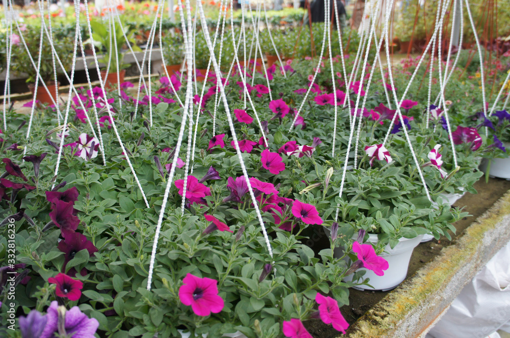 custom made wallpaper toronto digitalPetunia flowers are planted in pots for sale. The vase can hang and make these flowers a beautiful ornament.