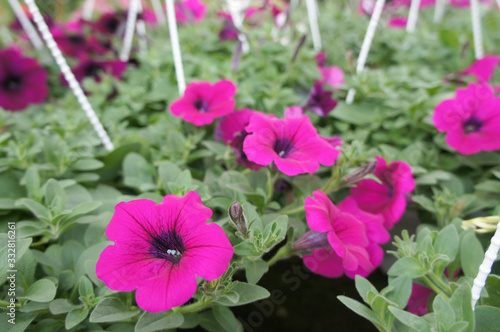 Petunia flowers are planted in pots for sale. The vase can hang and make these flowers a beautiful ornament.